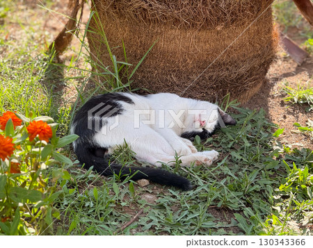 Sleeping cat lying on grass near tree trunk. Relaxation, tranquility, and peaceful domestic animal lifestyle within outdoor summer nature environment. Sleeping cat lying on grass near tree trunk. Relaxation, tranquility, and peaceful domestic animal lifestyle within outdoor summer nature environment. 130343366