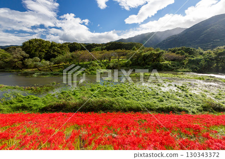 日本里山的紅花與秋景 日本里山的紅花與秋景 130343372