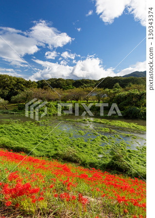 秋季河畔風景,盛開的紅花 秋季河畔風景,盛開的紅花 130343374