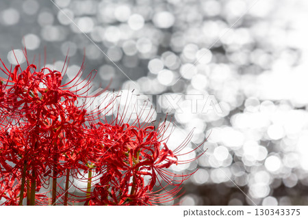 水面上的散景球和簇生的孤挺花 130343375