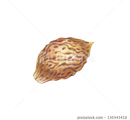 Watercolor illustration of peach and nectarine seeds on a white background. The botanical template is hand-drawn. Clipart. 130343418