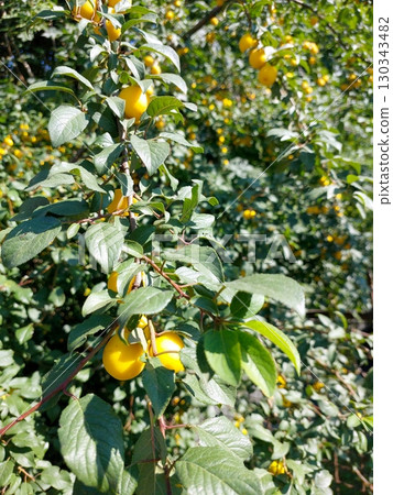Yellow Cherry Plums Hang From the Branches on a Sunny Day in the Garden Yellow Cherry Plums Hang From the Branches on a Sunny Day in the Garden 130343482
