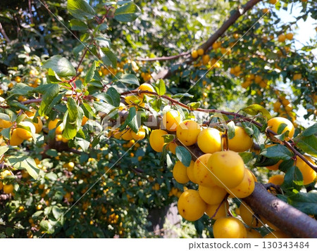 Yellow Cherry Plums Hanging on Branches Under Bright Sunlight in a Suburban Garden 130343484
