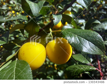 Bright Yellow Cherry Plums Hanging From Branches in a Lush Garden Setting During Summer 130343486