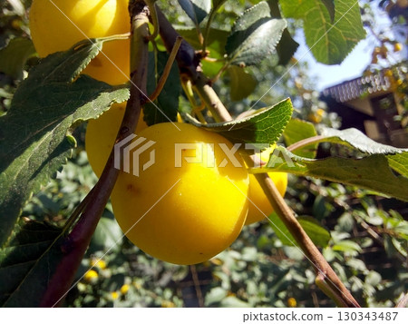 Yellow Cherry Plum Fruits on a Branch in a Sunny Garden During Late Summer Season 130343487
