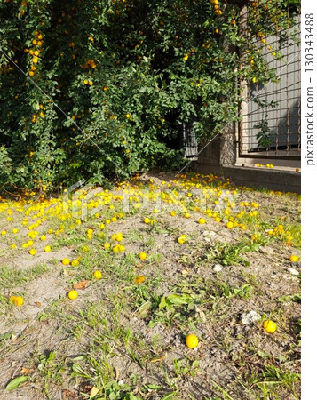 Cherry Plum Trees Shed Vibrant Yellow Fruits in a Sunlit Garden During Late Summer Cherry Plum Trees Shed Vibrant Yellow Fruits in a Sunlit Garden During Late Summer 130343488