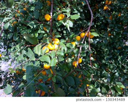 Yellow Cherry Plums Hanging From Branches of Prunus Cerasifera Tree in Sunny Garden 130343489