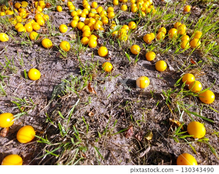 Yellow Cherry Plums Scattered on the Ground in a Sunny Garden Setting During Late Summer Afternoon 130343490