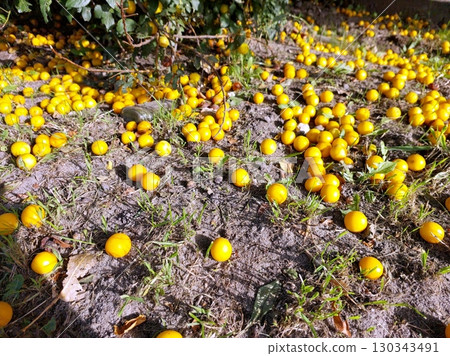 Cherry Plum Fruit Scattered on Ground Under Trees in a Garden During Autumn Season 130343491