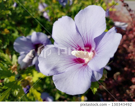 Vibrant Hibiscus Flower Blooming on a Bush During a Sunny Spring Afternoon in a Garden 130343492