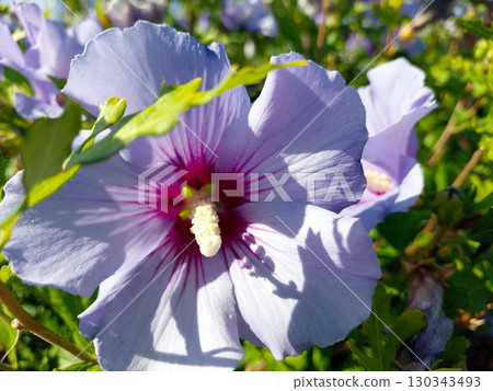 Beautiful Hibiscus Flower Blooming on a Bush in a Sunny Garden During Summer 130343493