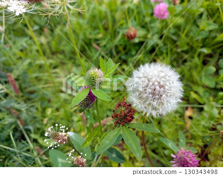 Vibrant Pink Clover Flower Beside a Dandelion in Lush Green Grass During a Sunny Day 130343498