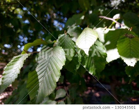 Vibrant Plum Tree Leaves Capture Sunlight in a Serene Garden Oasis Near Dusk 130343501