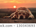 Evening scene with dog left alone in open field by road, quiet mood of sadness and loss. 130343693