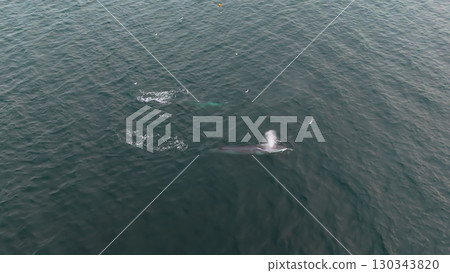 Aerial view of two fin whales, Balaenoptera physalus, hunting in Donegal Bay, Ireland 130343820