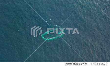 Humpback Whales, Megaptera novaeangliae, Bubble-Net feeding in Donegal Bay, Ireland Humpback Whales, Megaptera novaeangliae, Bubble-Net feeding in Donegal Bay, Ireland 130343822