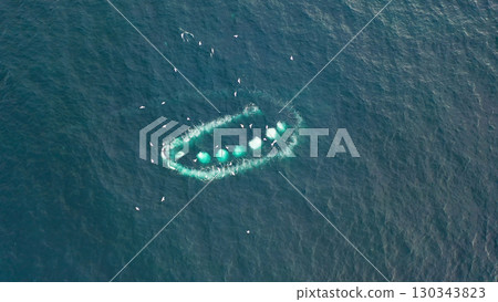 Humpback Whales, Megaptera novaeangliae, Bubble-Net feeding in Donegal Bay, Ireland Humpback Whales, Megaptera novaeangliae, Bubble-Net feeding in Donegal Bay, Ireland 130343823