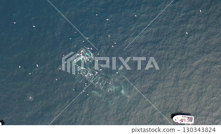 Humpback Whales, Megaptera novaeangliae, Bubble-Net feeding in Donegal Bay, Ireland Humpback Whales, Megaptera novaeangliae, Bubble-Net feeding in Donegal Bay, Ireland 130343824