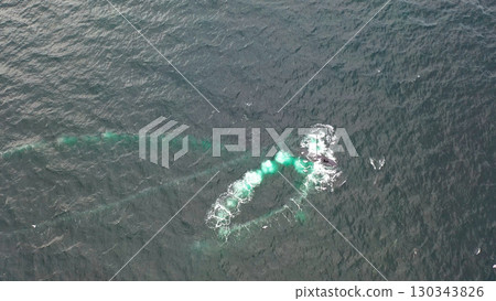 Humpback Whales, Megaptera novaeangliae, Bubble-Net feeding in Donegal Bay, Ireland Humpback Whales, Megaptera novaeangliae, Bubble-Net feeding in Donegal Bay, Ireland 130343826