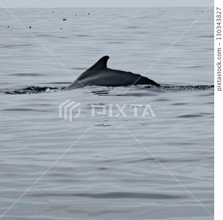 Humpback Whale, Megaptera novaeangliae, showing his dorsal fin in Donegal Bay, Ireland Humpback Whale, Megaptera novaeangliae, showing his dorsal fin in Donegal Bay, Ireland 130343827