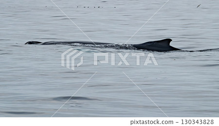 Humpback Whale, Megaptera novaeangliae, showing his dorsal fin in Donegal Bay, Ireland Humpback Whale, Megaptera novaeangliae, showing his dorsal fin in Donegal Bay, Ireland 130343828
