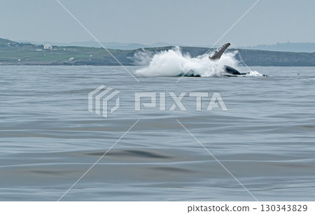 Humpback Whale, Megaptera novaeangliae, making a big splash after breaching in Donegal Bay, Ireland Humpback Whale, Megaptera novaeangliae, making a big splash after breaching in Donegal Bay, Ireland 130343829