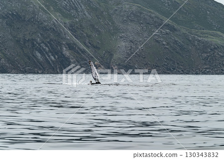 Humpback Whale, Megaptera novaeangliae, showing his fins and fluke in Donegal Bay, Ireland Humpback Whale, Megaptera novaeangliae, showing his fins and fluke in Donegal Bay, Ireland 130343832