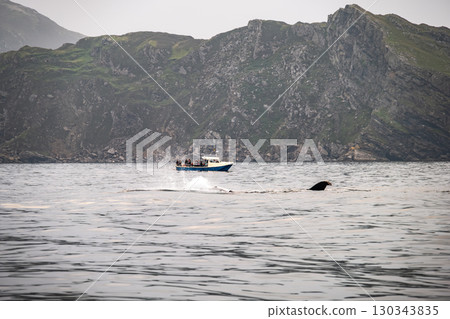 Humpback Whale, Megaptera novaeangliae, flipper flapping in Donegal Bay with boat in the background, Ireland Humpback Whale, Megaptera novaeangliae, flipper flapping in Donegal Bay with boat in the background, Ireland 130343835