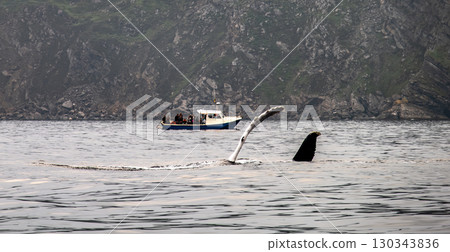 Humpback Whale, Megaptera novaeangliae, flipper flapping in Donegal Bay with boat in the background, Ireland 130343836
