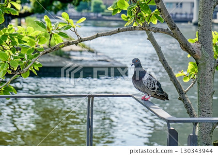 Park's dove 130343944