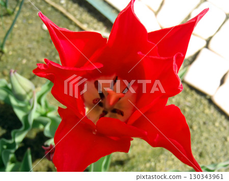 Red flower	 130343961