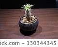 Close-up of a potted Pachypodium gracilis (Codex) seedling 130344345