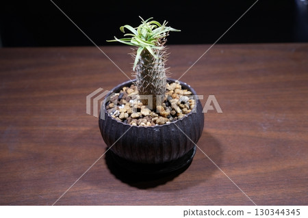 Close-up of a potted Pachypodium gracilis (Codex) seedling Close-up of a potted Pachypodium gracilis (Codex) seedling 130344345