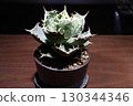 Close-up of a potted agave plant on a wooden table highlighted by a spotlight 130344346