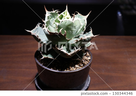 聚光燈照射下的木桌上盆栽龍舌蘭植物的特寫 130344346