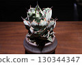 Close-up of a potted Agave Black and Blue plant on a wooden table highlighted by a spotlight 130344347