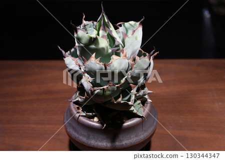 Close-up of a potted Agave Black and Blue plant on a wooden table highlighted by a spotlight Close-up of a potted Agave Black and Blue plant on a wooden table highlighted by a spotlight 130344347