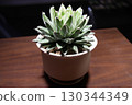 Close-up of a potted Agave sasyuki plant on a wooden table highlighted by a spotlight 130344349