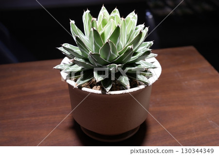 Close-up of a potted Agave sasyuki plant on a wooden table highlighted by a spotlight 130344349