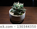 Close-up of a potted Agave Moby Dick plant on a wooden table highlighted by a spotlight 130344350