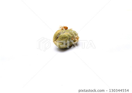 Oregano in the wooden spoon isolated on a white background. 130344554