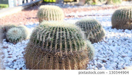 A close-up shot of a large Golden Barrel Cactus Echinocactus grusonii with sharp, yellow spines 130344904