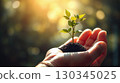 tiny green plant held in human palm hand, with dark soil at the base and soft sunlight in the background. Concept of new life, new beginning 130345025