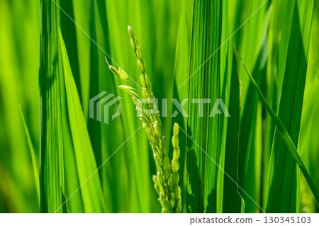 Rice panicle of rice field Rice panicle of rice field 130345103