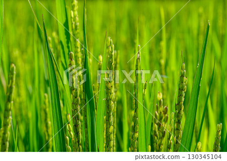 Rice flower 130345104