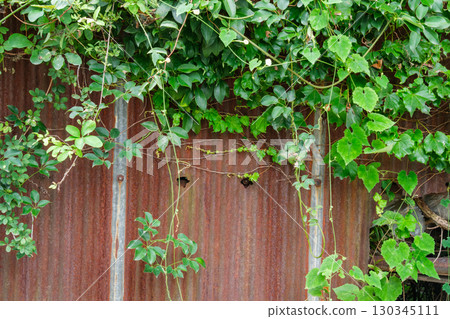 Fence and vines Fence and vines 130345111
