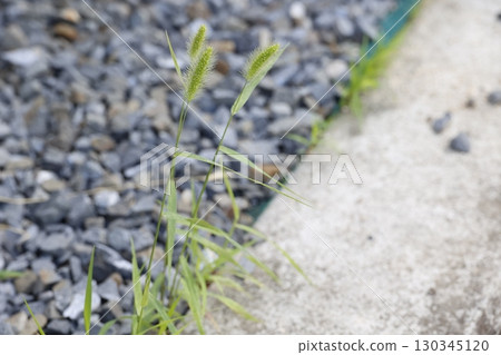 貓逗貓棒和雜草在礫石和混凝土之間的縫隙中生長。 貓逗貓棒和雜草在礫石和混凝土之間的縫隙中生長。 130345120