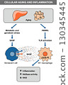 Cellular Aging and Inflammation with SASP and CD38 130345445