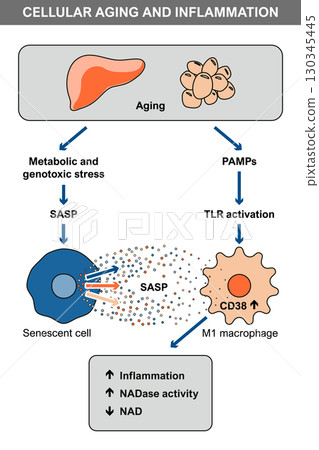 Cellular Aging and Inflammation with SASP and CD38 130345445