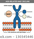 Age-Related NAD Plus Decline and CD38 Receptor Diagram 130345446